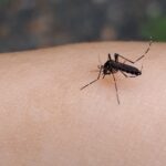 人の肌にいる蚊